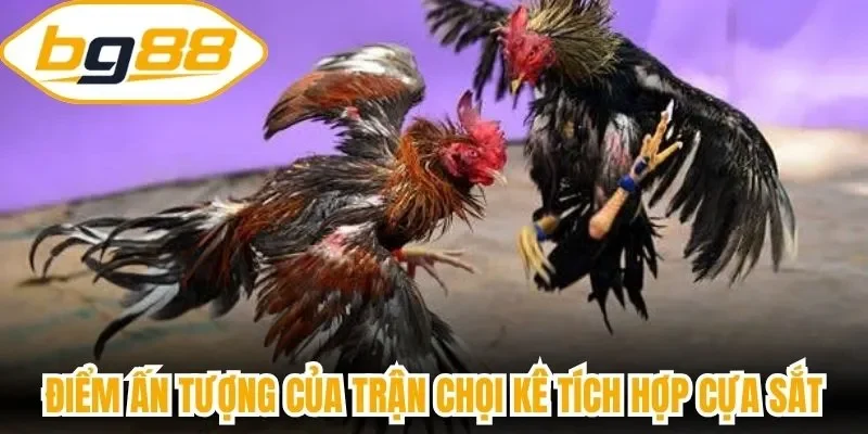 Điểm ấn tượng của trận chọi kê tích hợp cựa sắt