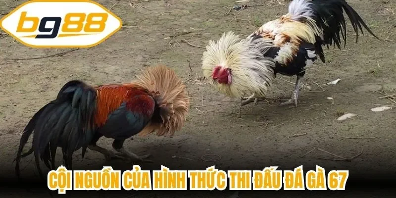 Cội nguồn của hình thức thi đấu đá gà 67