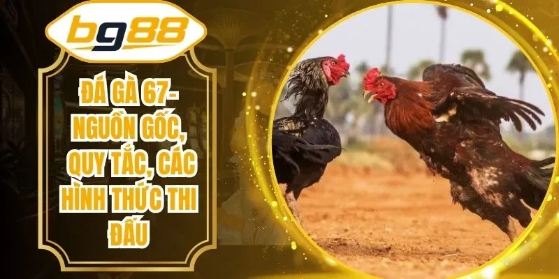 Đá Gà 67- Nguồn Gốc, Quy Tắc, Các Hình Thức Thi Đấu