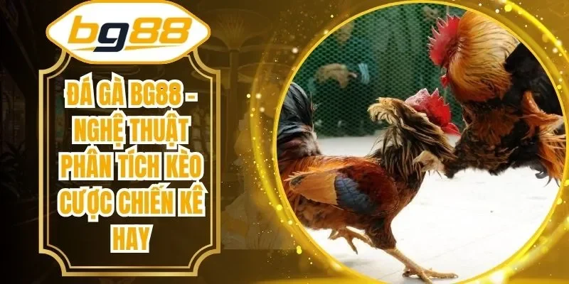 Đá Gà BG88 – Nghệ Thuật Phân Tích Kèo Cược Chiến Kê Hay