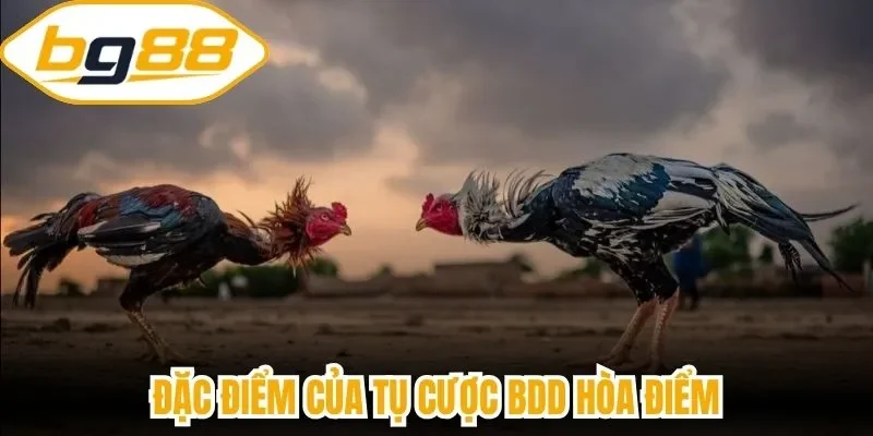 Đặc điểm của tụ cược BDD hòa điểm