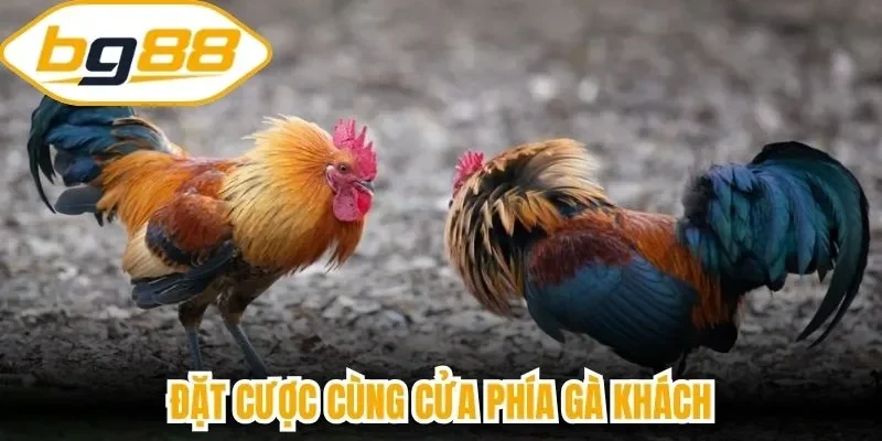 Đặt cược cùng cửa phía gà khách