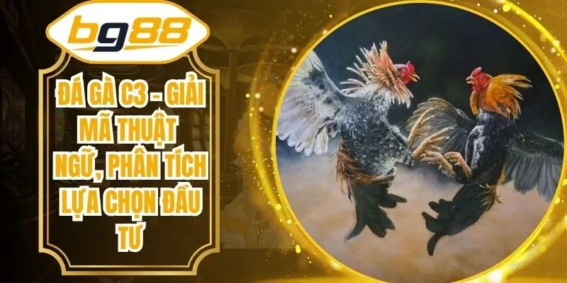 Đá Gà C3 - Giải Mã Thuật Ngữ, Phân Tích Lựa Chọn Đầu Tư