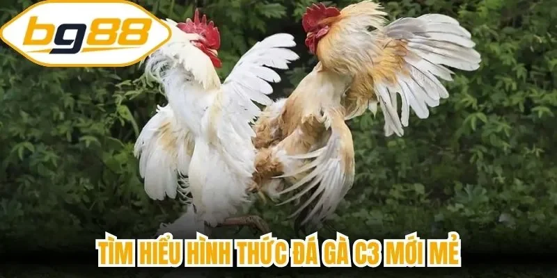Tìm hiểu hình thức đá gà C3 mới mẻ