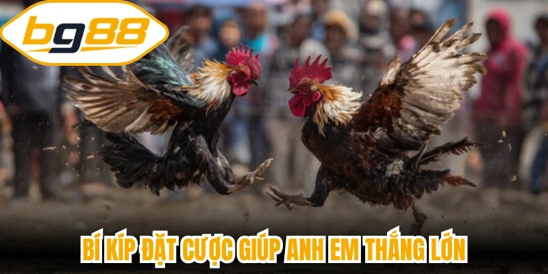 Bí kíp đặt cược giúp anh em thắng lớn