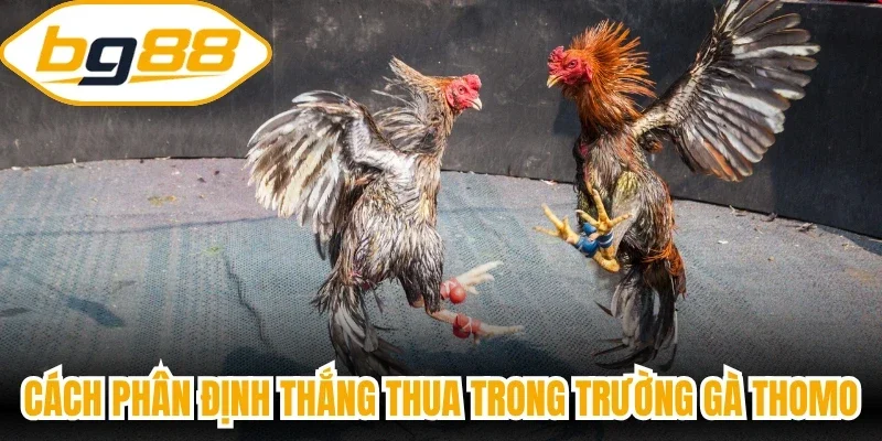 Cách phân định thắng thua trong trường gà Thomo