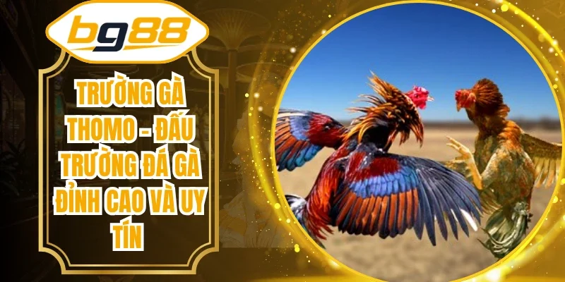 Trường gà Thomo - Đấu Trường Đá Gà Đỉnh Cao Và Uy Tín
